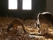 BG zoo vrt dobio prinovu - kengura.jpg