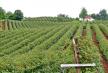 maline-malinari-hladnjacari-uzice.jpg