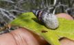 puz-aldabra-banded-snail.jpg