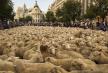 ovce-protest-madrid.jpg