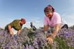 lavanda-berba-zene-starije-zene.jpg