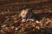 233119-dog1282862960720-ff.jpg