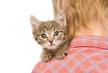 stockphotokittenpeepingovertheshoulderofachildisolatedonwhitebackground141549202.jpg