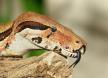 profimedia0176779982-boa-constrictor.jpg