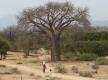 baobab-u-zimbabveu.jpg