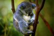 profimedia0012115728-koala.jpg