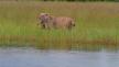 v_lioness-and-cubs-water-crossing_15356390620.jpg