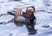 profimedia0394002247-mandarin-duck.jpg