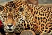 jaguar-jagoda-foto-facebook-pt-beo-zoovrt.jpg