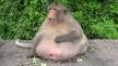 v_fat-monkey_15548988641.jpg