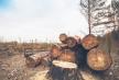 1002-stockphotofelledtimberintheforest257688514.jpg