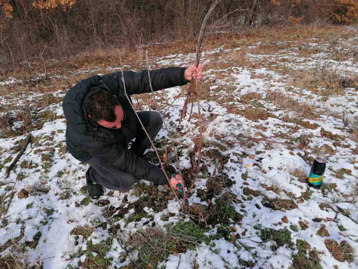 vinograd-orezivanje2.jpg