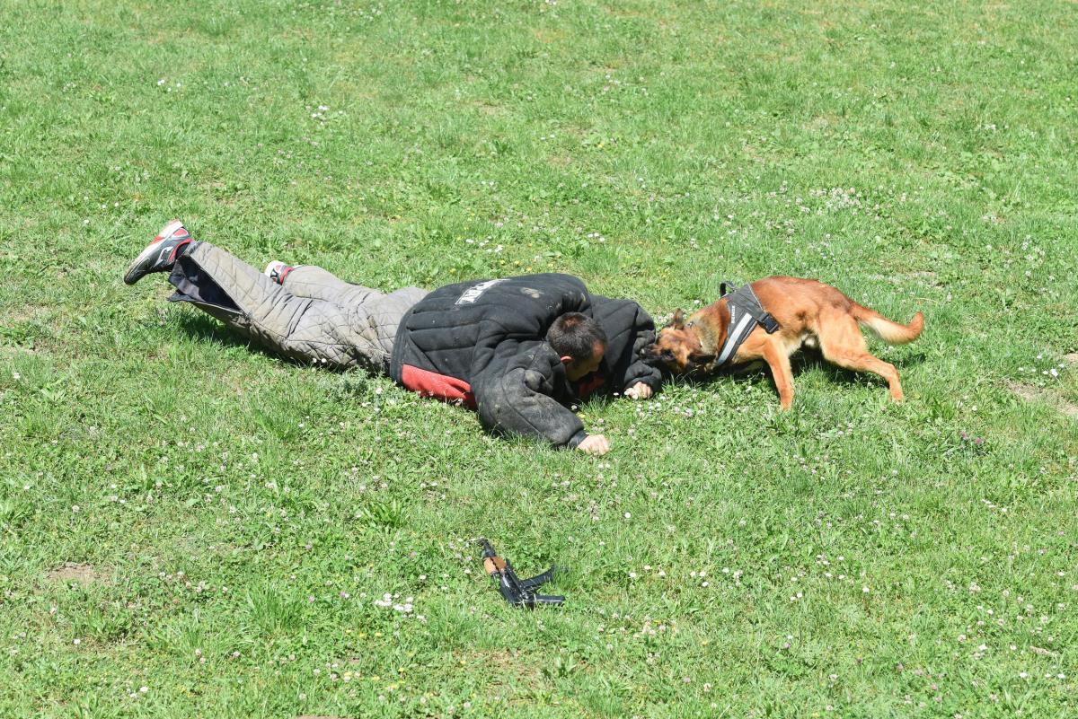 policijski-psi-30-news1-zorana-jevtic.jpg