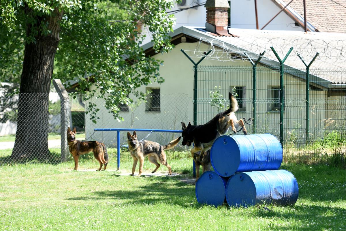 policijski-psi-18-news1-zorana-jevtic.jpg