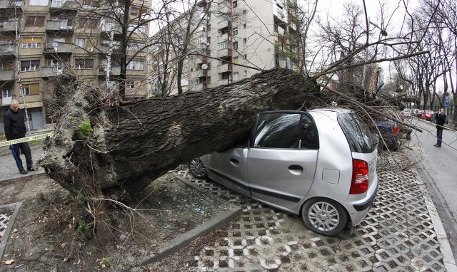 sruseno-drvo-unisteni-automobili-novi-sad.jpg