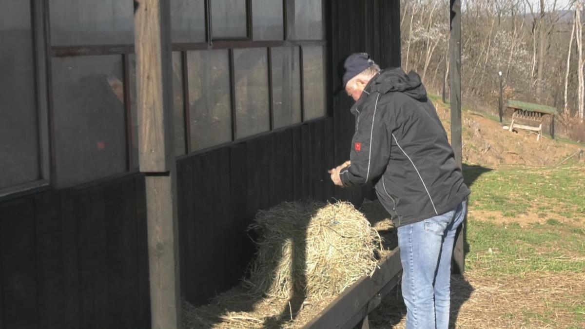 Brzan, Batočina, galop, Dušan Kostić