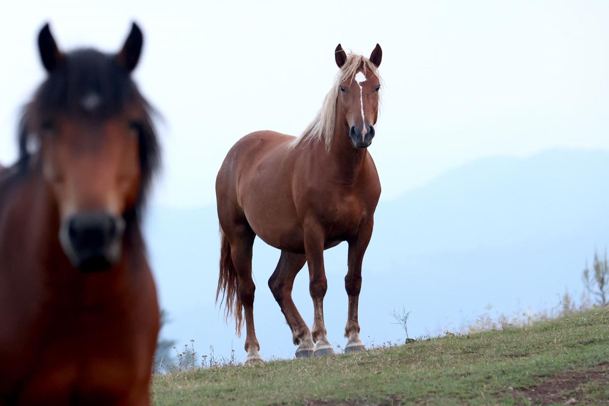 Divlji Konji, Stolovi