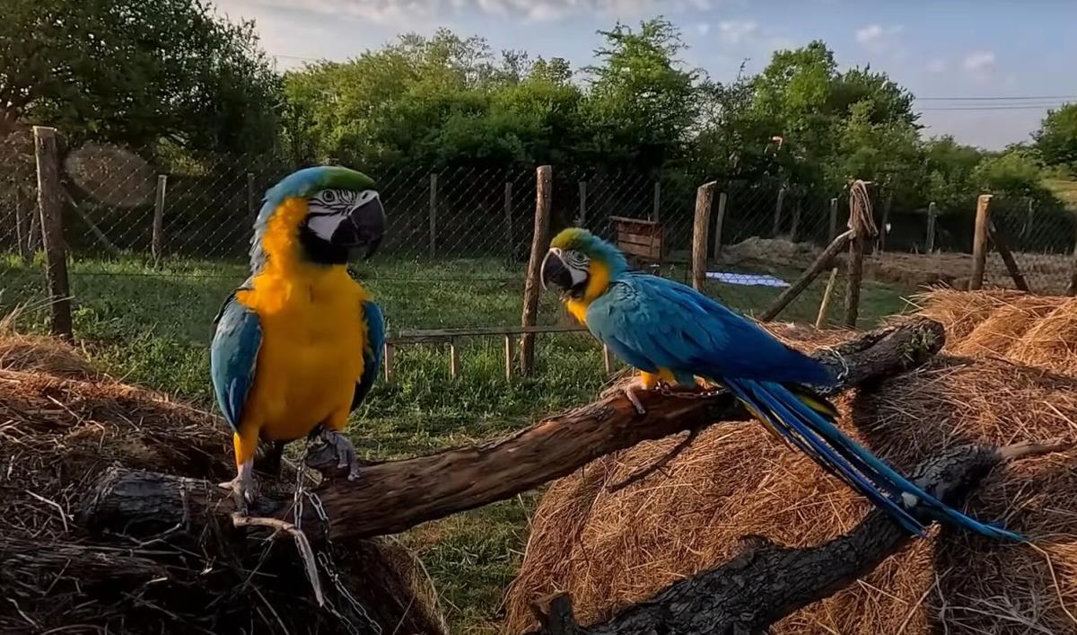 Beograđanin Bogdan otišao na selo, komšije ga urnisale