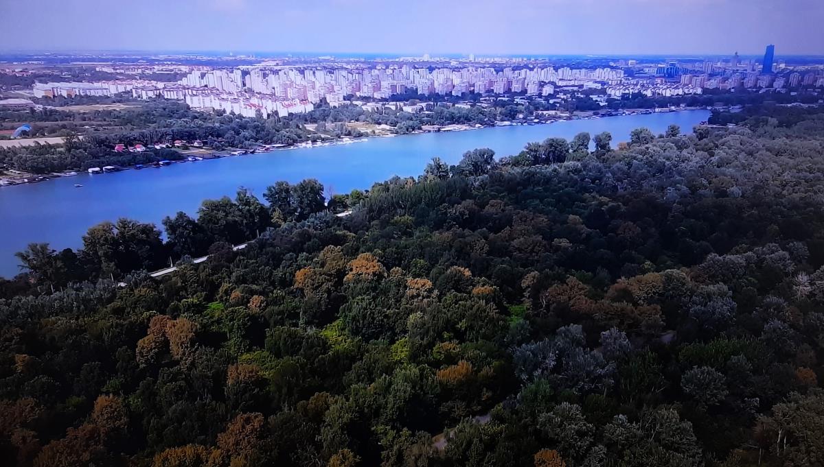 LOZNICA - Beogradske šume.jpg