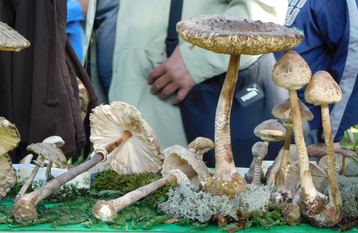 BANJA KOVILJAČA -Više od 210 vrsta gljiva.JPG