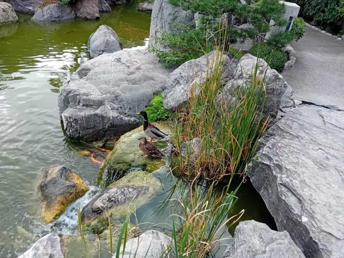 Monte Karlo, japanski vrt (6).jpeg