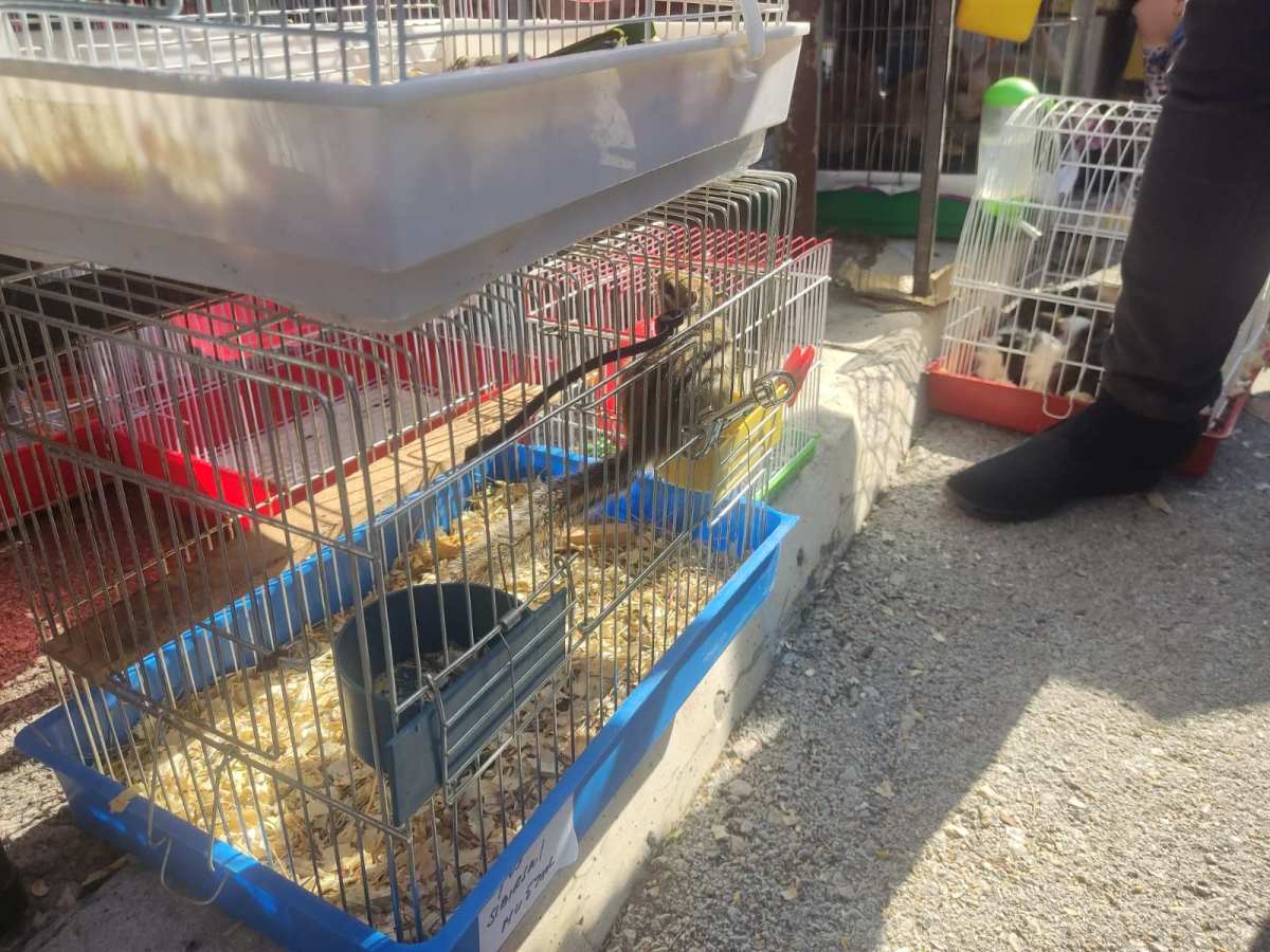 Vašar u Užicu (21).jpg