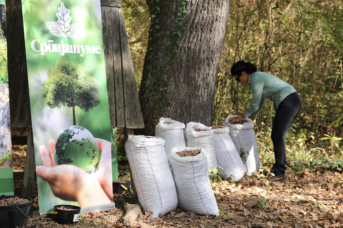 Zasadi drvo (14).JPG