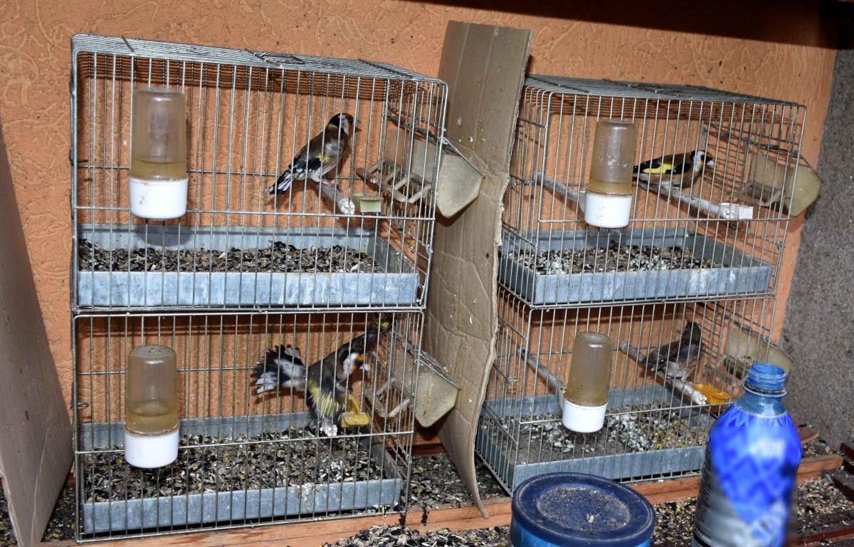 Spasene strogo zaštićene ptice u Kraljevu