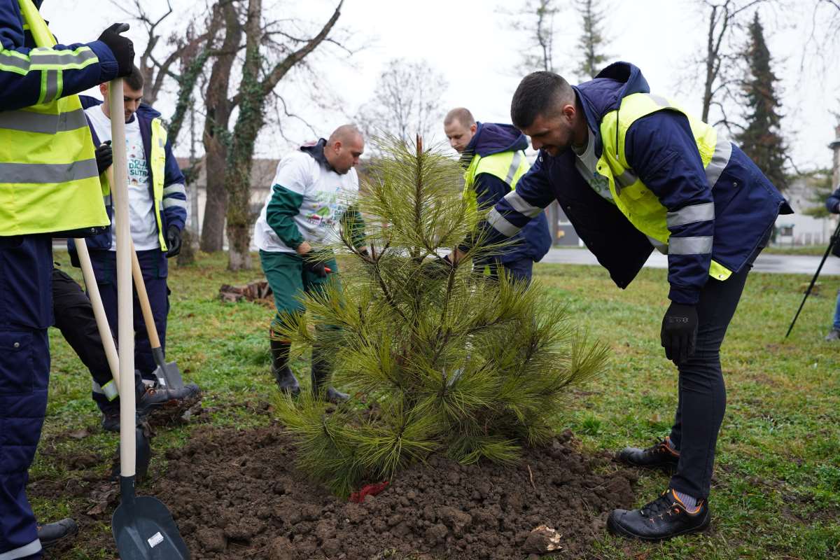 Kompanija Carlsberg Srbija - sadnja drveca u Celarevu.jpg