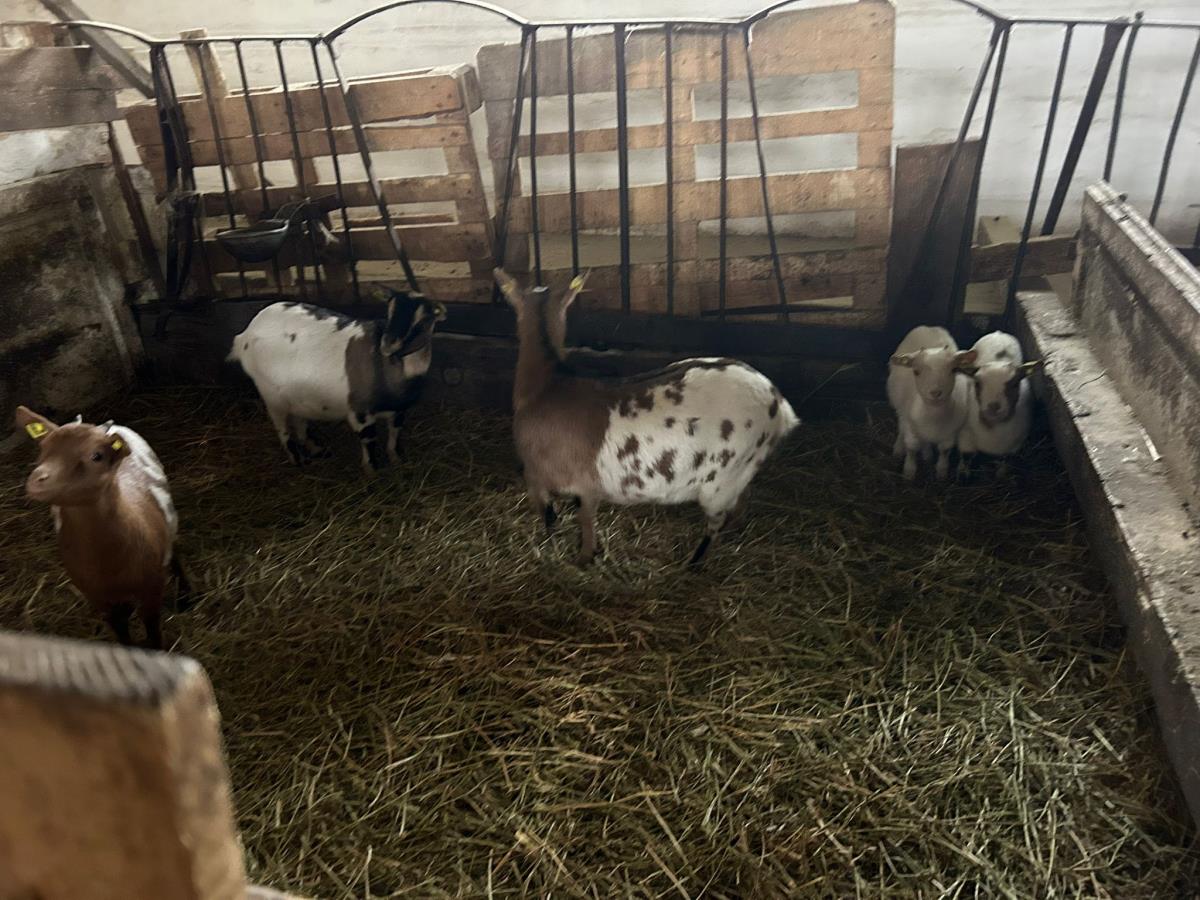 WhatsApp Image 2024-12-13 at 18.50.13_522beffc.jpg