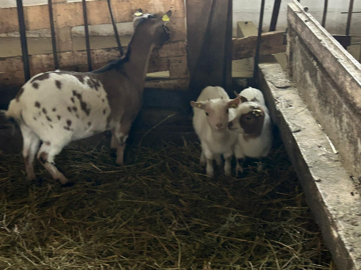 WhatsApp Image 2024-12-13 at 18.50.13_b75fc66d.jpg