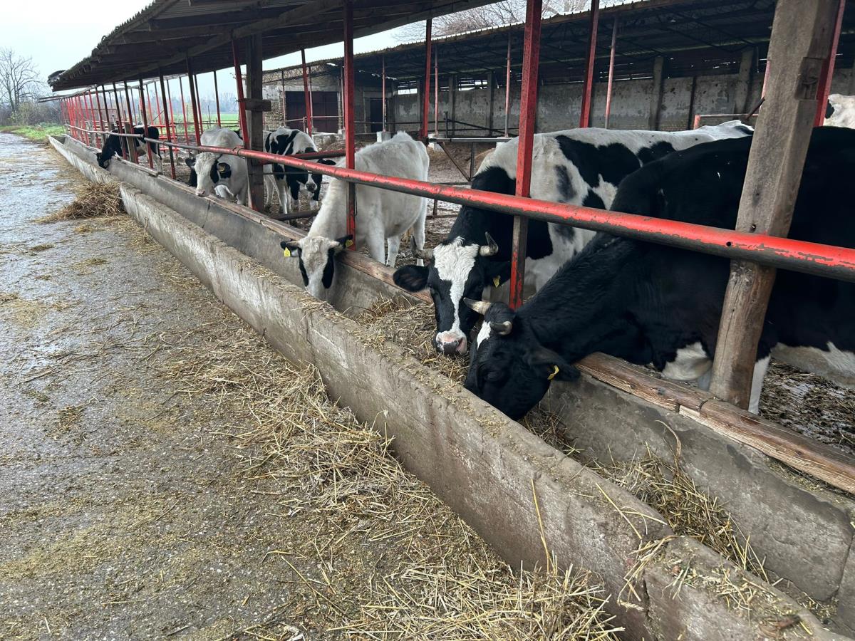 WhatsApp Image 2024-12-13 at 18.50.14_98f40c5e.jpg