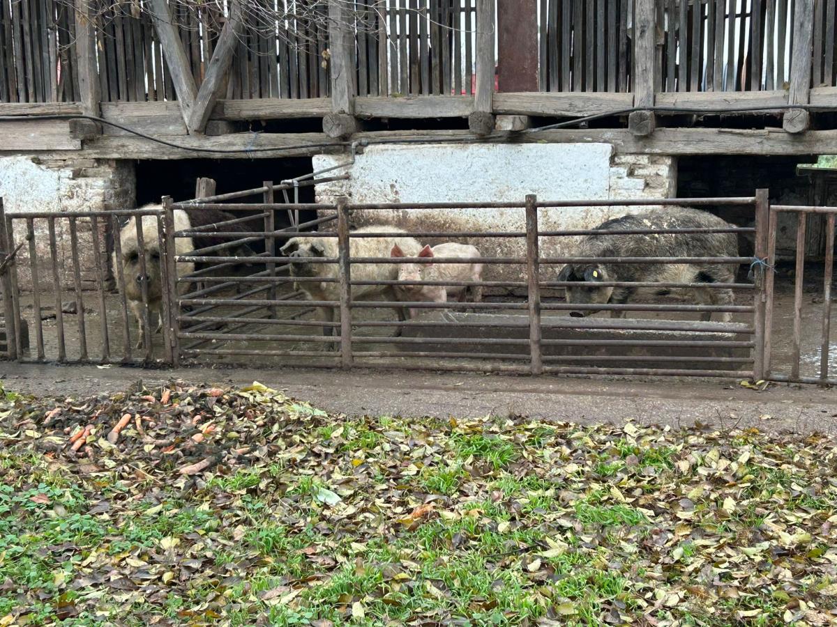 WhatsApp Image 2024-12-13 at 18.50.14_02205f12.jpg