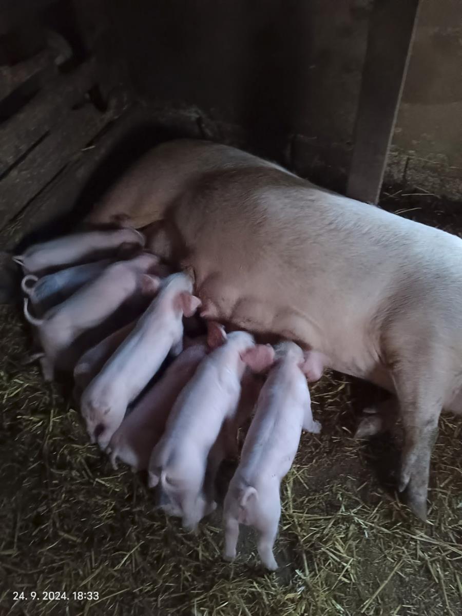 0801   IMG-83afbdf37140155ee995ab591350e84b-V.jpg