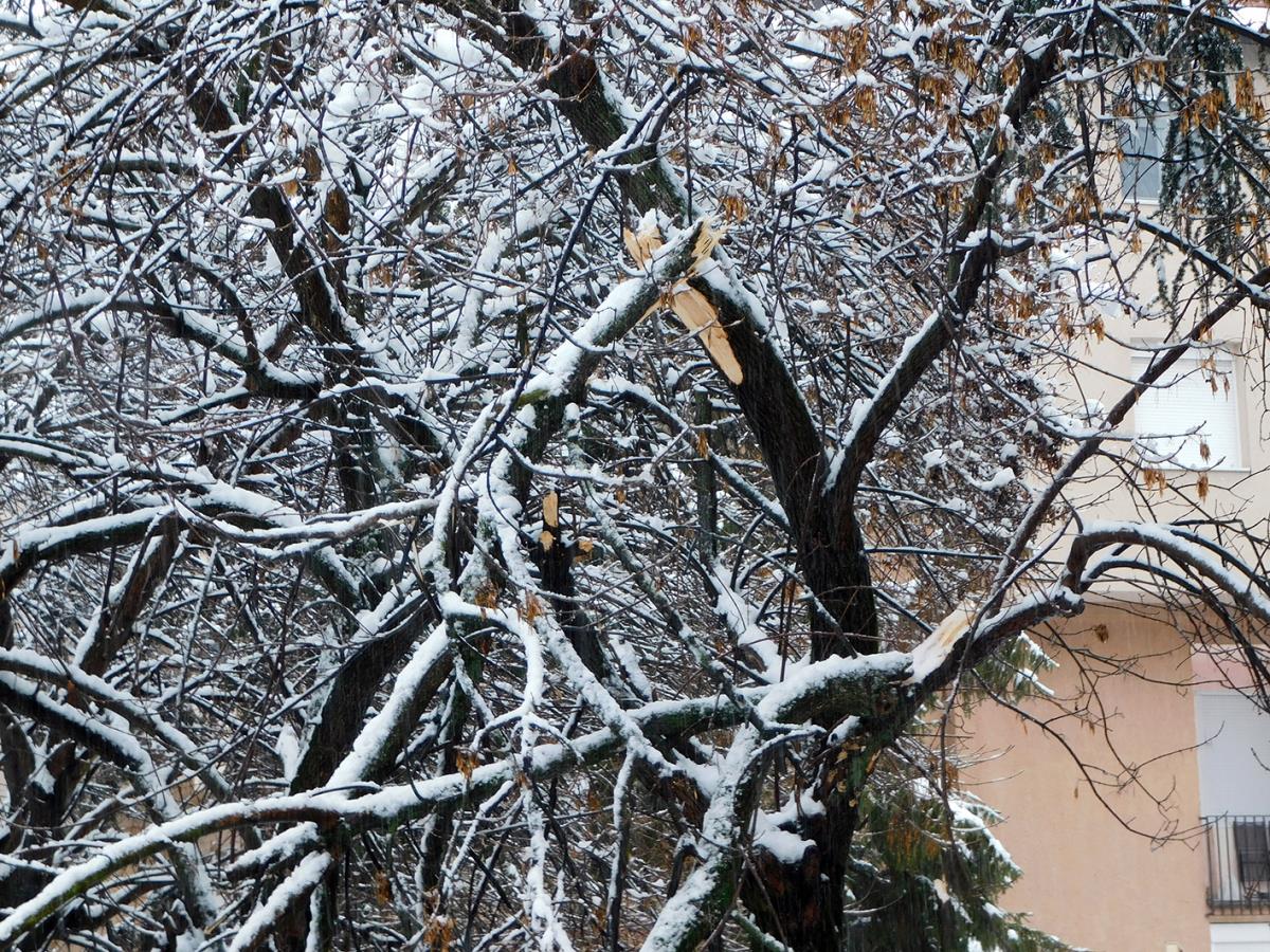 LOZNICA -Lomi grane.JPG