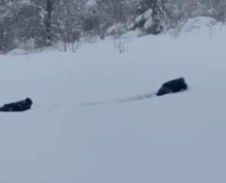 Radnici u snegu4.jpg