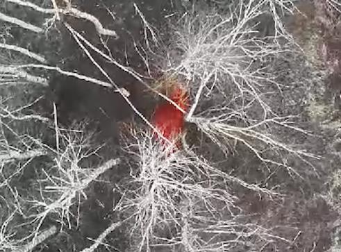 Screenshot 2024-12-30 083447.png