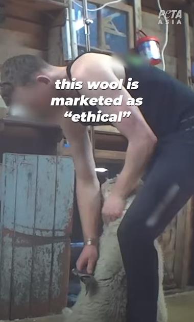 PETA optužila Meta Lauera za zlostavljanje životinja 9.jpg