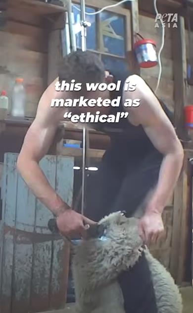 PETA optužila Meta Lauera za zlostavljanje životinja 8.png