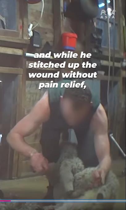 PETA otpužila Meta Lauera za zlostavljanje životinja 6.png