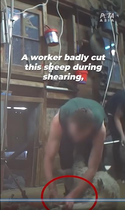 PETA otpužila Meta Lauera za zlostavljanje životinja 5.png