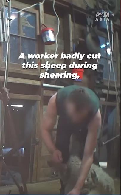 PETA otpužila Meta Lauera za zlostavljanje životinja 4.png