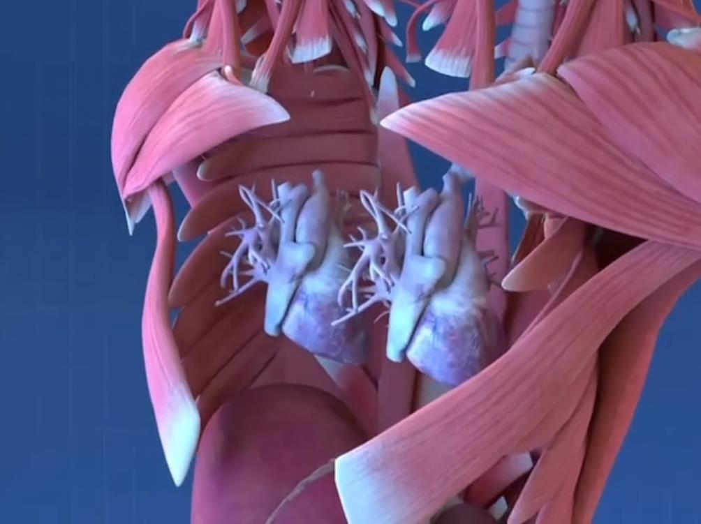 Anatomija tela britani i abi hensel foto tik tok (4).png