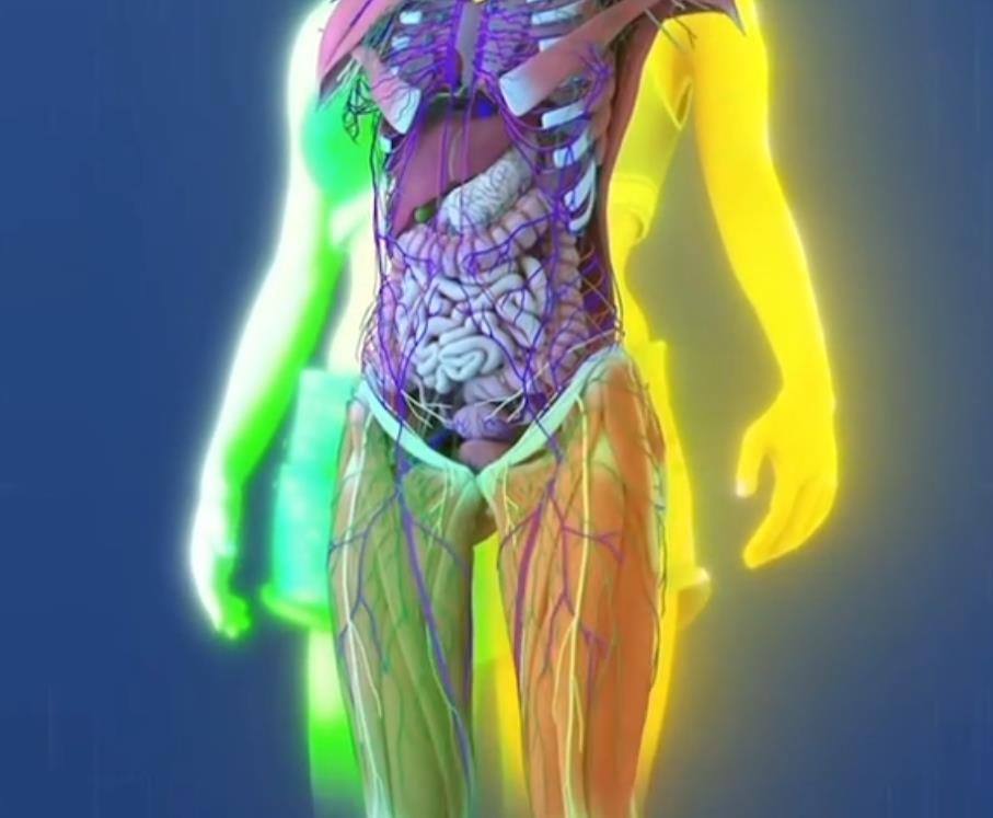 Anatomija tela britani i abi hensel foto tik tok (6).png