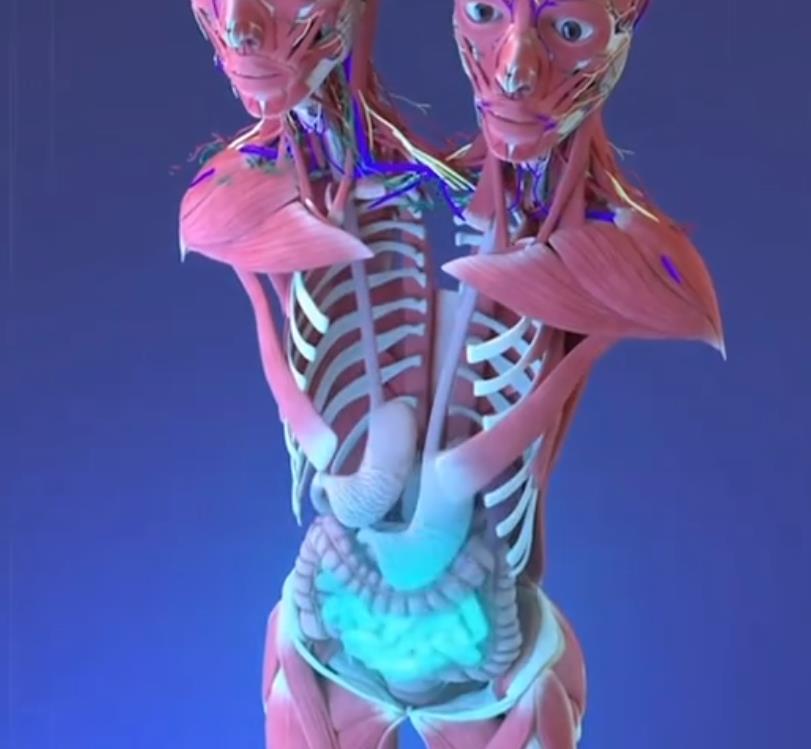 Anatomija tela britani i abi hensel foto tik tok (7).png