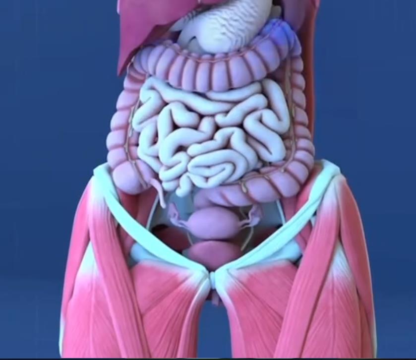 Anatomija tela britani i abi hensel foto tik tok (1).png