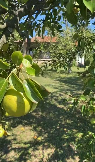 katarina zutic 4.png