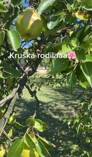 katarina zutic 3.png