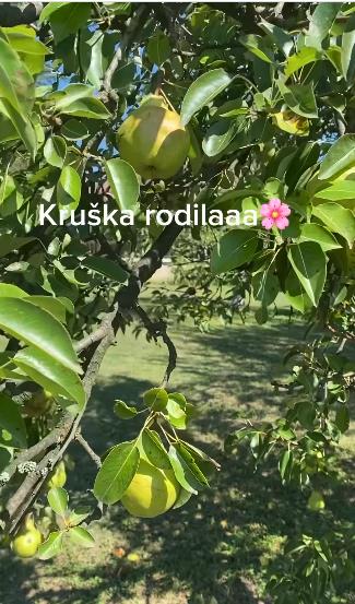 katarina zutic 1.png