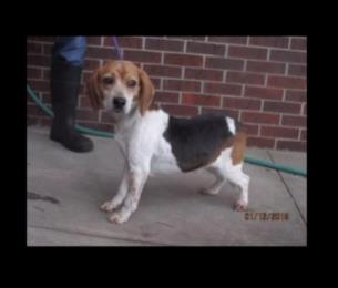 Preminuo pas Megan Markl.png